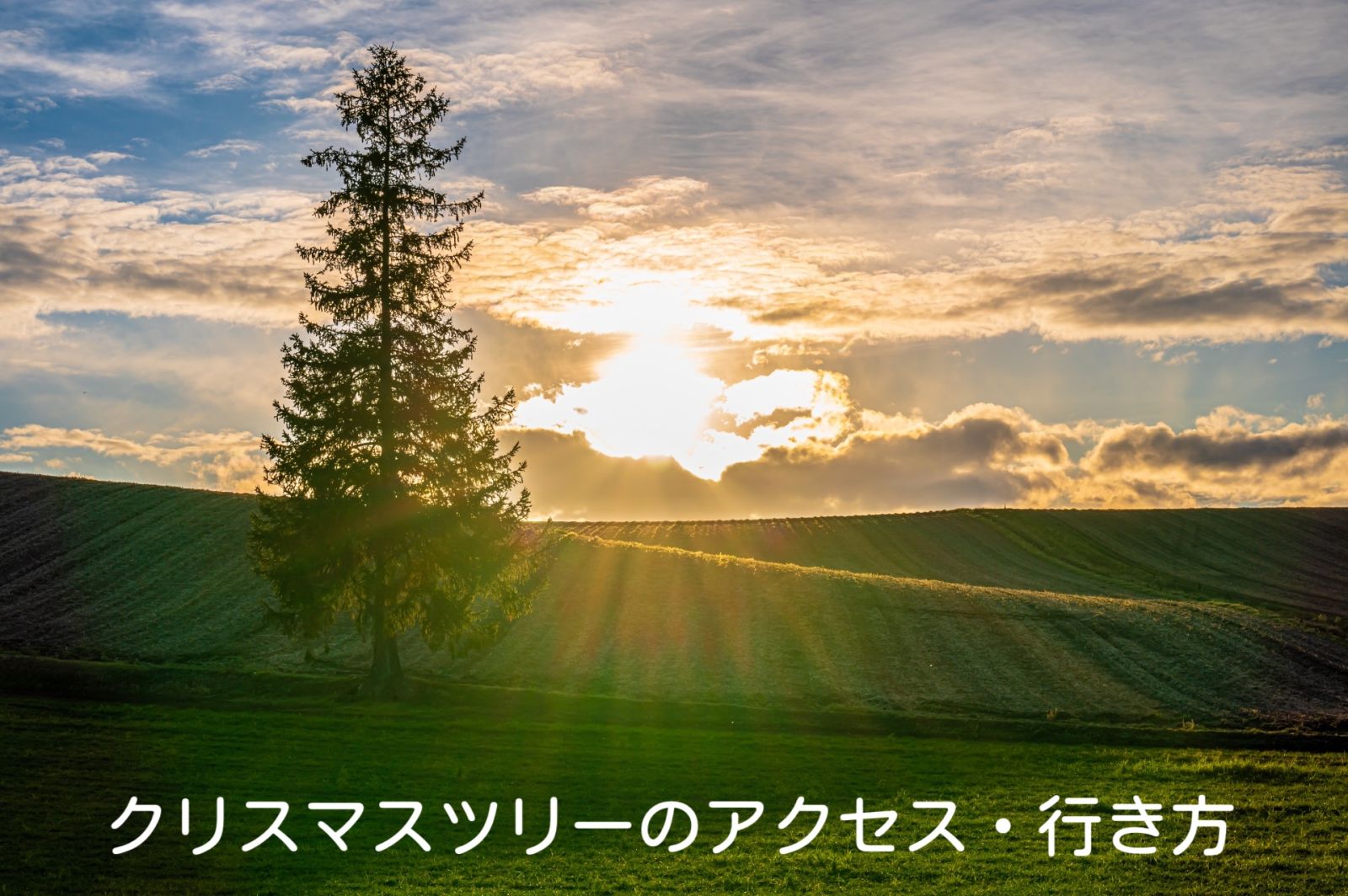 クリスマスツリーの木 Christmas Tree パワースポット 北海道観光 Northsmile