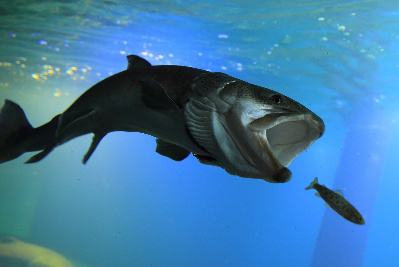 北の大地の水族館 Kita No Daichi No Suizokukan レジャー 体験 北海道観光 Northsmile